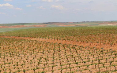 Panorámica de los viñedos de Álvarez y Díez