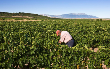 Trabajo en el campo