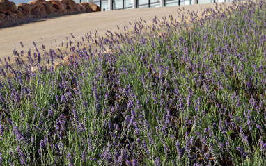 Plantas de lavanda