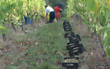 Recogida en pequeñas cajas de 10 kilos