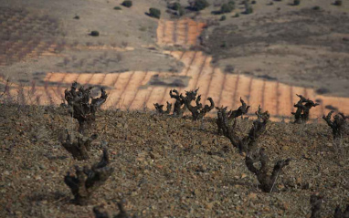 Viñedos de Bodega Ateca