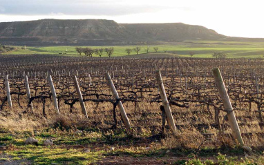 Viñedos al atardecer en la finca Aylés