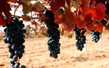 Detalle de las uvas