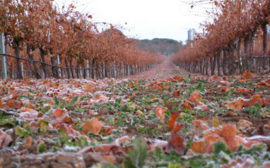 Caída de la hoja en otoño 