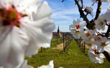 Detalle de las flores que crecen en el viñedo