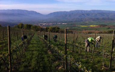 El viñedo de Raúl Bobet en Talarn