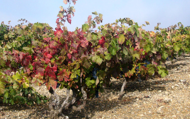 Viñas viejas de Tempranillo