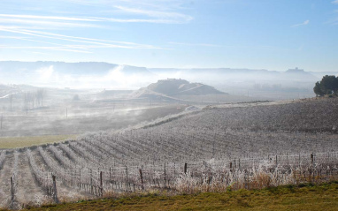 Vista de las viñas heladas en invierno