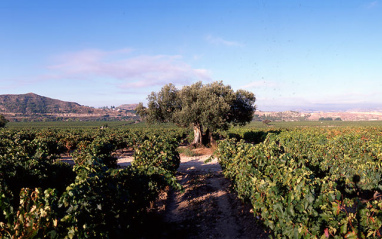 Panorámica de los viñedos de Contino