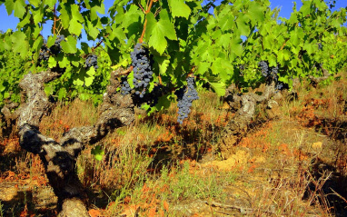 Vista de las uvas en plena maduración