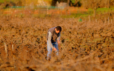 Trabajo en el viñedo