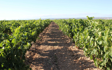 Viñedos de Bodegas d. Mateos