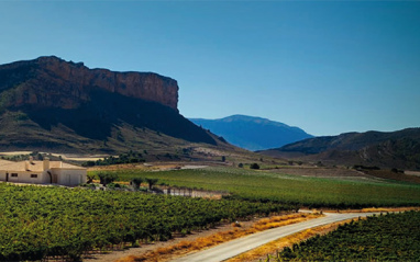 Panorámica del viñedo en Jumilla