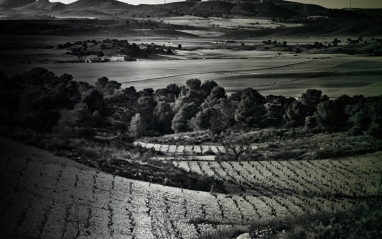 Vista del viñedo en blanco y negro