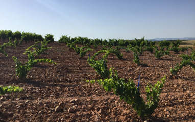 Viñedo en el Valle del Ribota