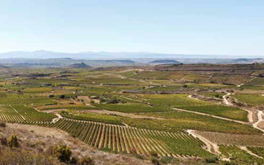 Panorámica del viñedo de Exopto