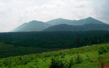 Ingredientes proceden de una plantación del Congo Oriental.