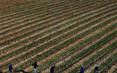 Trabajo en viñedo en Finca La Emperatriz