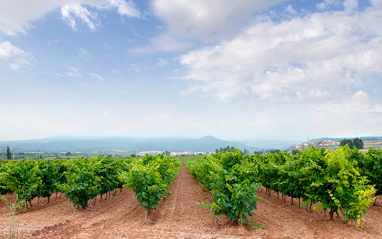 Panorámica del viñedo