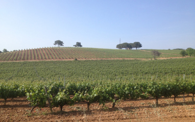 Vista de los viñedos junto al Río Duero