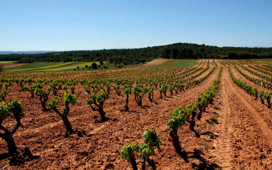 Viñedos en flor, a comienzos del verano