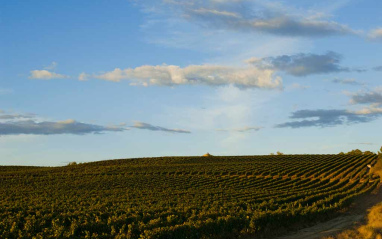 Vista de una de las fincas de Godelia