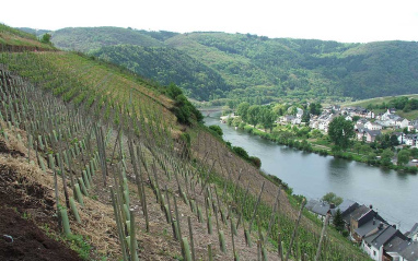 Viñedo en ladera situado en Mittelmosel