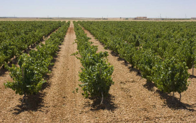 Viñedos en hileras