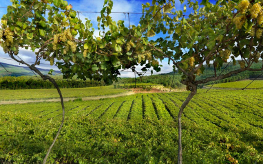 Vista del viñedo