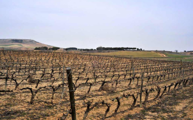 El viñedo en invierno