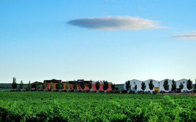 Panorámica de bodega y viñedos