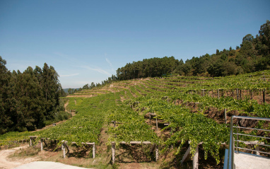 Viñedos de Mar de Frades