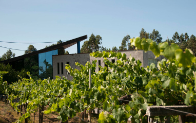 Vista del viñedo