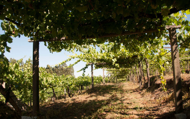 Viñedo en pérgola