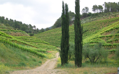 Vista del viñedo ordenado en terrazas