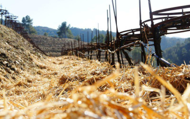 Plantación