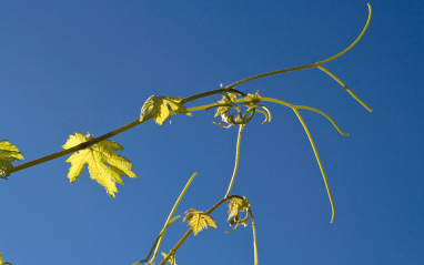 Detalle de una planta