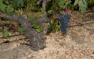 Tempranillo