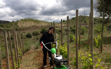 Meritxell trabajando en el viñedo