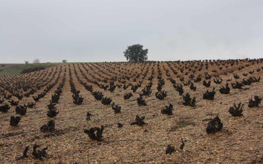 Viñedos en invierno