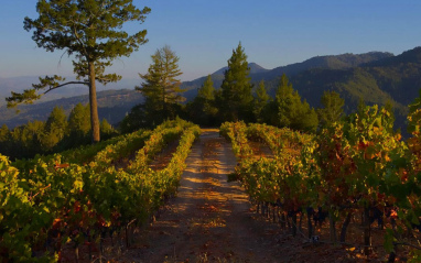 Vista de los viñedos en Newton Vineyard