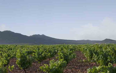 Panorámica de los viñedos en flor