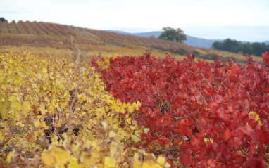 El color del campo en Peique