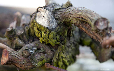 Detalle de la cepa