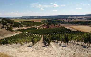 Viñedo desde una elevación