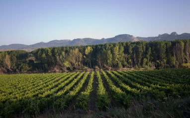 Viñedos en hilera