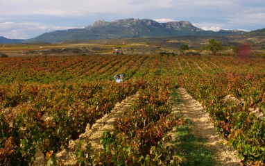 Imagen del viñedo en otoño