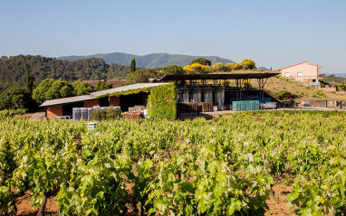 Cepas con la bodega al fondo