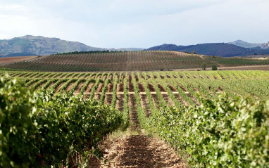 Vista del viñedo de Río Negro