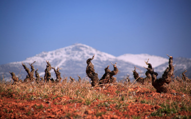 Cepas de San Alejandro con las montañas nevadas de fondo